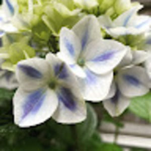 Meet your Posher, Toni